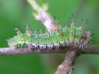 Chenille de petit sylvain